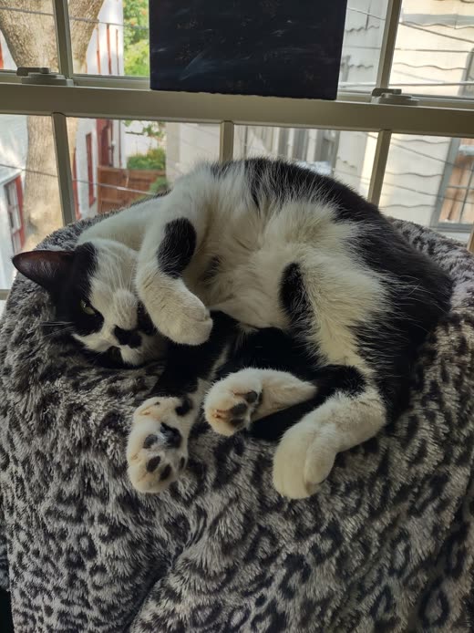 A tuxedo cat asleep on its back with paws in the air on a leopard-print blanket by a window
